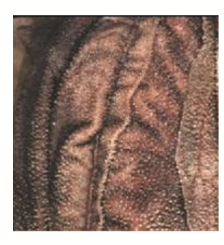 <ul><li><p>To the right of the animal. </p></li><li><p>Responsible for the <strong>resorption of water and some electrolytes. </strong></p></li><li><p><strong>Filters large particles.</strong></p></li></ul><p></p>