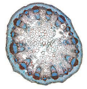 <p>Stem</p>