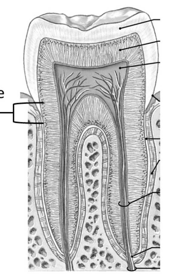 <p>What region is the bracket pointing to&nbsp;</p>