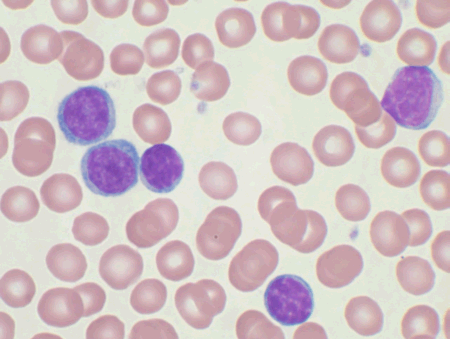 <p>What cell is demonstrated in the image?</p>