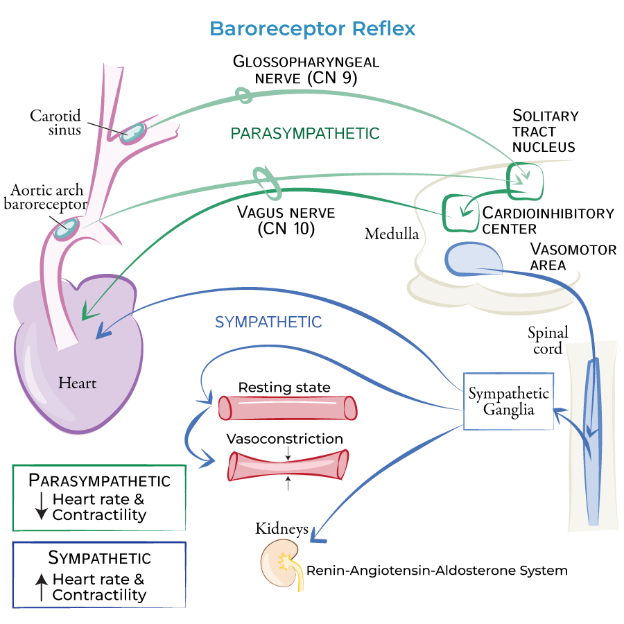 <ul><li><p>detect blood pressure</p></li><li><p>high pressure baroreceptors:</p><ul><li><p>located in <strong>arteries</strong> (carry blood away from the heart under high pressure):</p><ul><li><p>aortic arch (CNX sensory fibres)</p></li><li><p>carotid sinus (CNIX sensory fibres)</p></li></ul></li></ul></li><li><p><u>high pressure baroreceptors</u> send information → <strong>cardiovascular</strong> centre in the <strong>medulla</strong></p><p>→ adjusts sympathetic and parasympathetic activity appropriately</p></li><li><p>low pressure baroreceptors:</p><ul><li><p>located in <strong>veins</strong> and atria (blood returning to the heart at much lower pressure)</p><ul><li><p>venous system</p></li><li><p>right atrium</p></li></ul></li><li><p>→ pituitary gland releases ADH when blood volume is low</p></li></ul></li></ul><p></p>