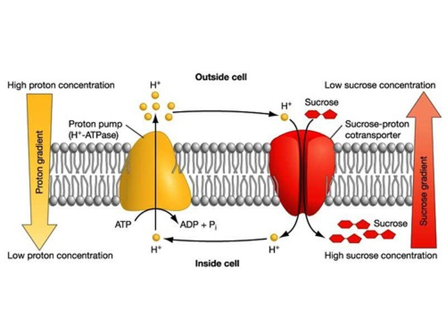 <p>Uses energy from the concentration gradient built up by primary active transport to transport substances.</p>