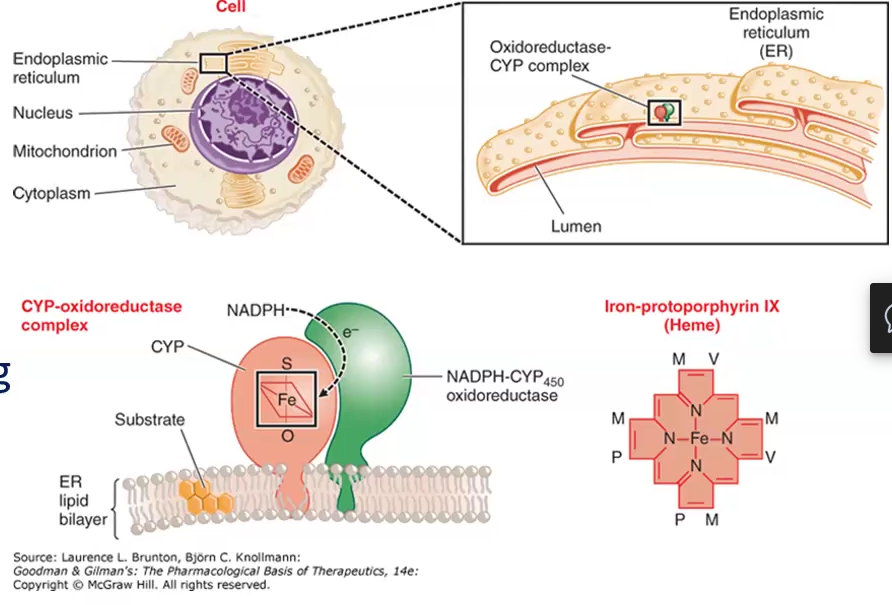 <ul><li><p>System of drug metabolizing enzymes that are found in lipophilic membranes of of the smooth ER of the liver and other tissues</p></li><li><p>Net reaction:</p><p>RH (drug) + H<sup>+</sup> + O<sub>2</sub> + NADPH → NADP<sup>+</sup> + H<sub>2</sub>O + ROH (oxidized drug)</p></li><li><p>Phase I P450 Oxidation: constitute about 95% of all phase I oxidation rxns by CYP</p><ul><li><p>Not very selective, metabolize thousands of drugs</p></li></ul></li><li><p>CYP P450 Nomenclature:</p><ul><li><p>1st number: family</p></li><li><p>Capital letter: subfamily</p></li><li><p>2nd number: specific enzyme</p></li></ul></li></ul><p></p>
