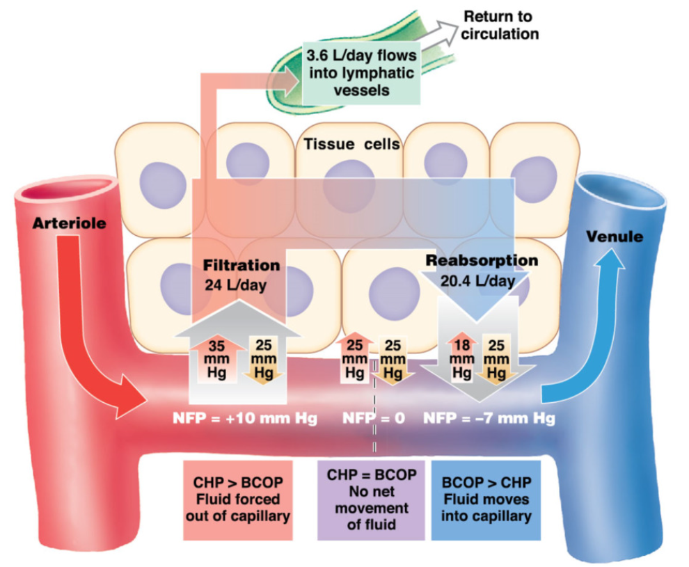 <ul><li><p>movement of fluid in capillary beds</p><ul><li><p>Blood colloid osmotic pressure (BCOP) → osmolarity of blood</p><ul><li><p>solute move from high → low concentration</p></li><li><p>arteries and veins have similar blood osmolarity (similar amount of albumins) → because albumins are plasma proteins and can’t usually pass through capillaries </p></li></ul></li></ul><p></p><ul><li><p>Capillary hydrostatic pressure (CHP) → volume of blood</p><ul><li><p>water move from high → low concentration</p></li></ul></li></ul></li></ul><p></p><ul><li><p><strong>arterial end</strong>: CHP>BOP</p><ul><li><p>arteries have higher pressure → CHP pushing fluid out overcomes BCOP drawing fluid in </p></li><li><p><strong>filtration → push fluid out of capillary</strong></p></li></ul></li></ul><p></p><ul><li><p><strong>venule end</strong>: CHP < BOP</p><ul><li><p>venules have low pressure → the BCOP drawing fluid in overcomes CHP</p></li><li><p><strong>reabsorption → bring fluid into capillary</strong></p></li></ul></li></ul><p></p>
