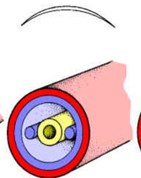 <p>-Body cavity between mesoderm &amp; endoderm</p><p>-Organs attached at mouth &amp; anus</p>