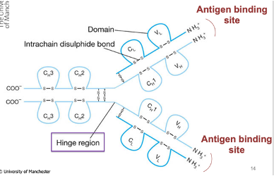 <ul><li><p><span>They have immunoglobulin domains that give rise to the final structure of the Ab </span></p></li><li><p class="MsoNormal"><span>They have a hinge region that allows flexibility in movement to allow binding to antigens</span></p></li><li><p class="MsoNormal"><span>The antigen binding site of Abs is located at the N-terminus</span></p></li></ul><p></p>
