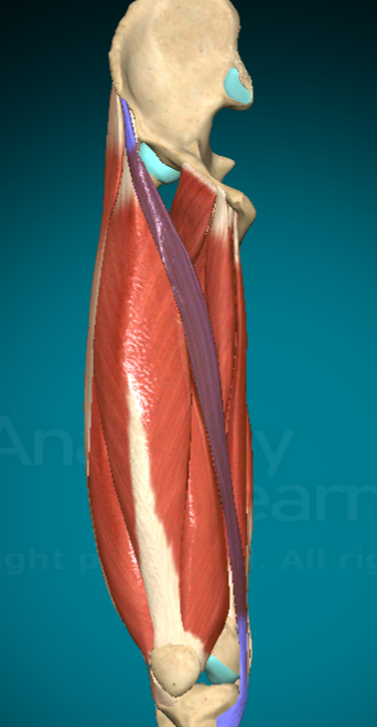 <p>What is this muscle and where are the attachment points?</p>