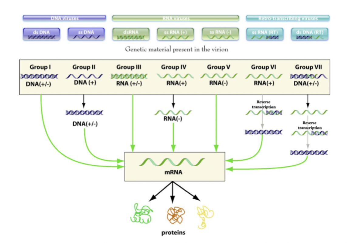 <ul><li><p>ssDNA</p></li><li><p>dsDNA</p></li><li><p>ssRNA (+)</p></li><li><p>ssRNA (-)</p></li><li><p>dsRNA</p></li><li><p>Retrovirus: dsDNA</p></li><li><p>Retrovirus: ssRNA (+)</p></li></ul>