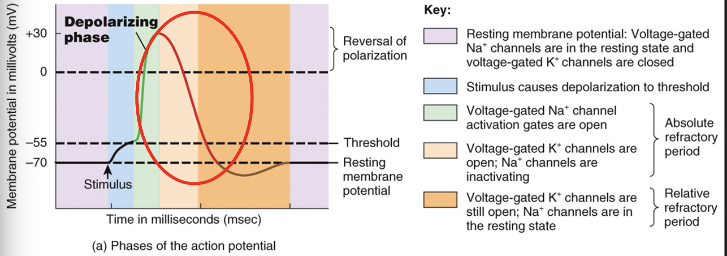 <ul><li><p>this new +30mV causes gated K+ channels to open now, K+ leaves cell and membrane repolarizes </p></li></ul><p></p>