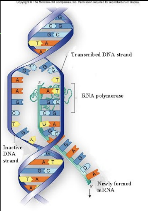 <p>Transcription: synthesis of messenger RNA (mRNA) from a DNA template</p><ul><li><p>1st: DNA molecule denatures</p></li><li><p>2nd: mRNA molecule is built by adding free-floating RNA nucleotides to the DNA strand </p></li><li><p>3rd: mRNA strand then breaks away and DNA zips back up</p></li></ul>