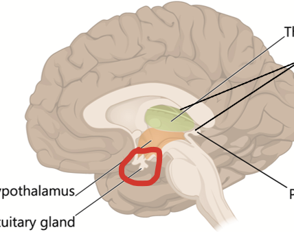 <p>Follows the pituitary stem. Located in a bony cavity (pituitary fossa in the sphenoid bone) at the base of the brain and is heavily vascularized.</p><p>Main function is to release hormones to mediate the brain control to target organs. Composed of two lobes: anterior (entirely endocrine) and posterior (corresponds to projections of hypothalamic neurons).</p>