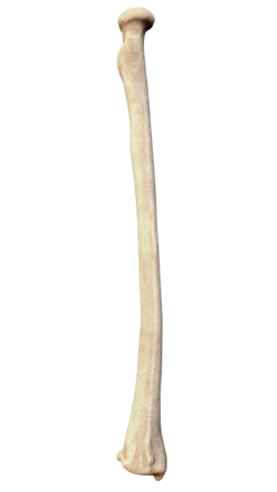 <p>what bone is this</p>