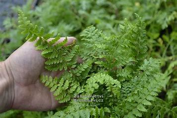 <p>kapraď osténkatá</p><p></p><p>Dryopteridaceae</p>