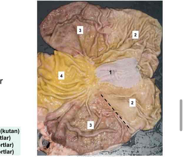<p>Kutan slemhinna som är fri från: körtlar, samma typ av slemhinna som esophagus nr 1</p>