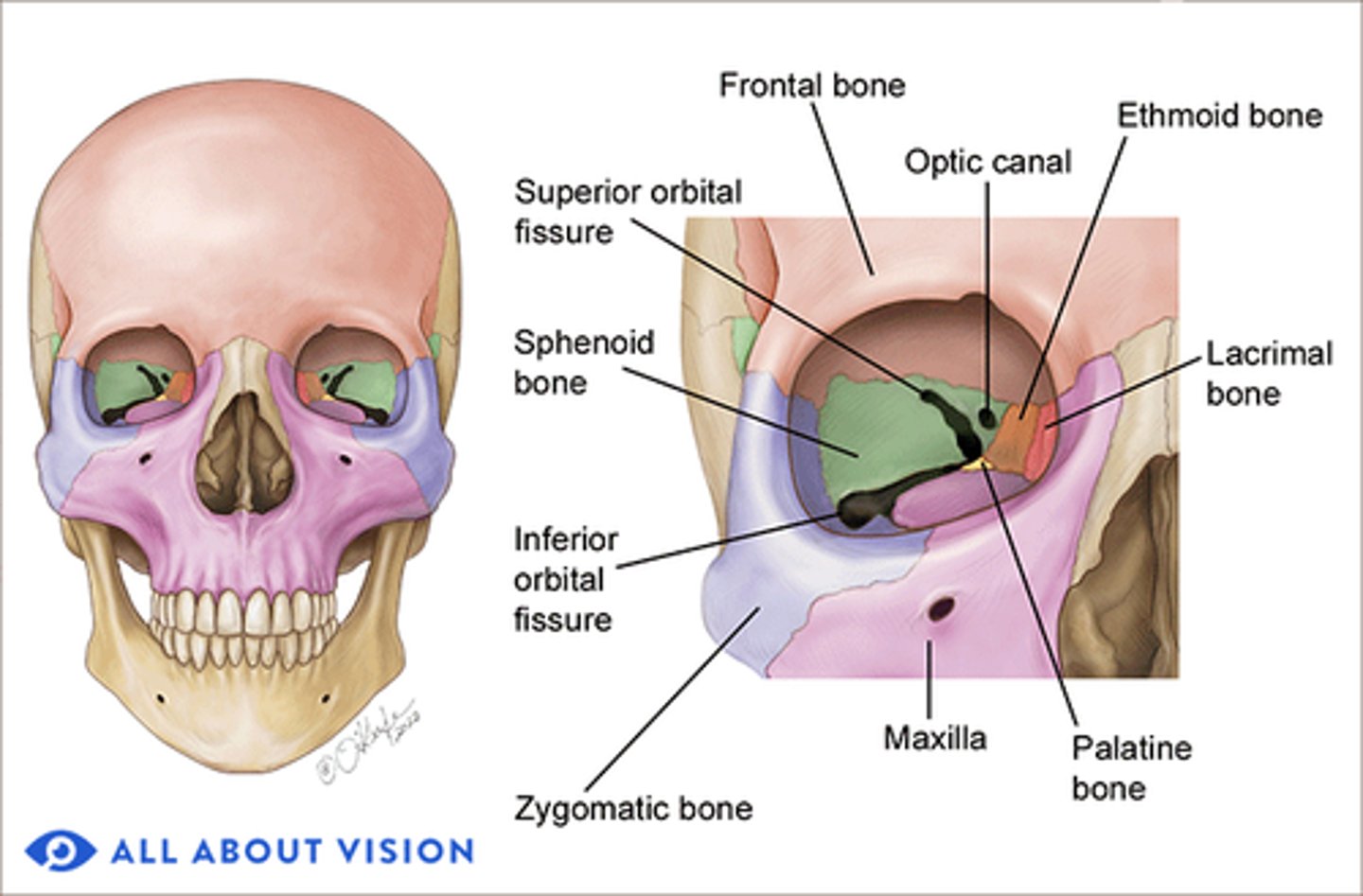 <p>Bony cavities in the skull that protect the eyes and adnexa.</p>
