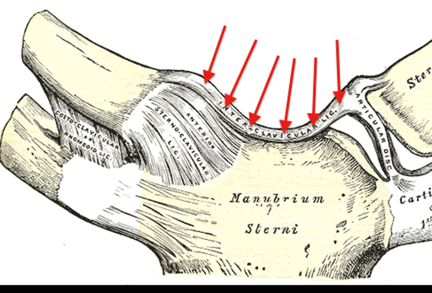 <p>located on top of the manubrium; connecting the superior sternal ends of the clavicles; limits the amount of clavicular depression</p>
