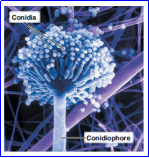 <p><span>- A unicellular or multicellular spore that is <strong><em>not enclosed</em></strong> in a sac.</span><br><span>- Produced in a <strong><em>chain at the end</em></strong> of a conidiophore.</span></p>