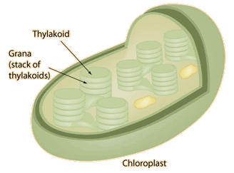 <ul><li><p><span style="background-color: transparent;"><strong><span>When: </span></strong><span> light hits molecules, causing them to split</span></span></p></li><li><p><span style="background-color: transparent;"><strong><span>Where:</span></strong><span> thylakoid membranes of chloroplasts</span></span></p></li></ul><p></p>
