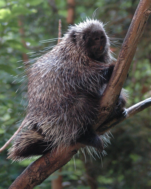 <p>Order: <strong>Rodentia</strong></p><p>Suborder: <strong>Hystricomorpha</strong></p><p>F: <strong>Erethizontidae</strong></p>