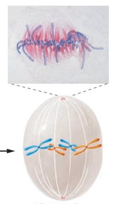 <p>This picture is a diagram of what phase in mitosis specifically?</p>