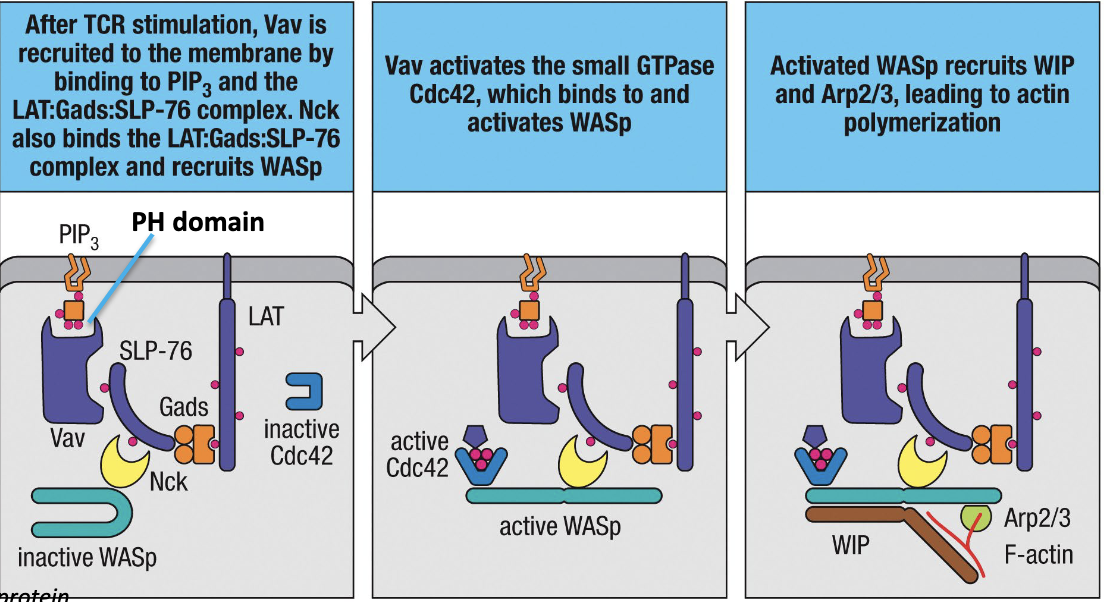 1. Vav recruited to cell membrane and binds to PIP3 and the LAT:Gads:SLP-76 complex
2. Vav activates Cdc42 (small GTPase) which binds to and activates WASp
3. Activated WASp recruits others proteins that lead to actin polymerization