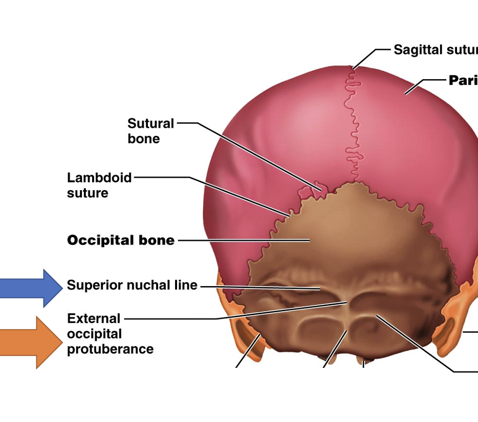 <p class="Paragraph SCXO38282577 BCX4">for the attachment of the trapezius muscle</p>