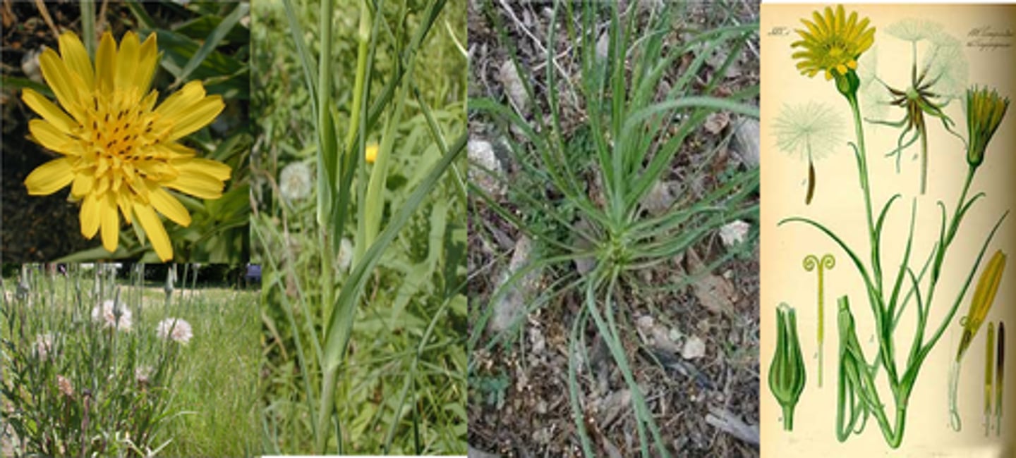 <p>Tragopogon dubius</p>