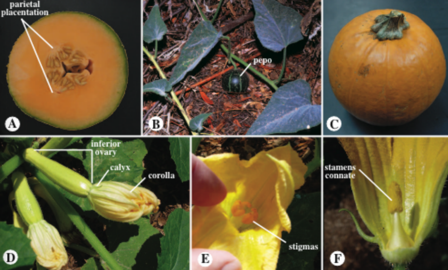 <p>Mostly monoecious or dioecious vines</p><p>leaves simple, palmately veined or lobed</p><p>tendrils usually present</p><p>female flowers epiperigynous, with usually parietal placentation and three carpels</p><p>fruit: berry pepo, capsule, or samara</p><p>hypanthium present</p><p></p>