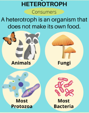<p>Consumer=Heterotrophs</p><p>An organism that does not produce its own food (ex. Animals, fungi)</p>