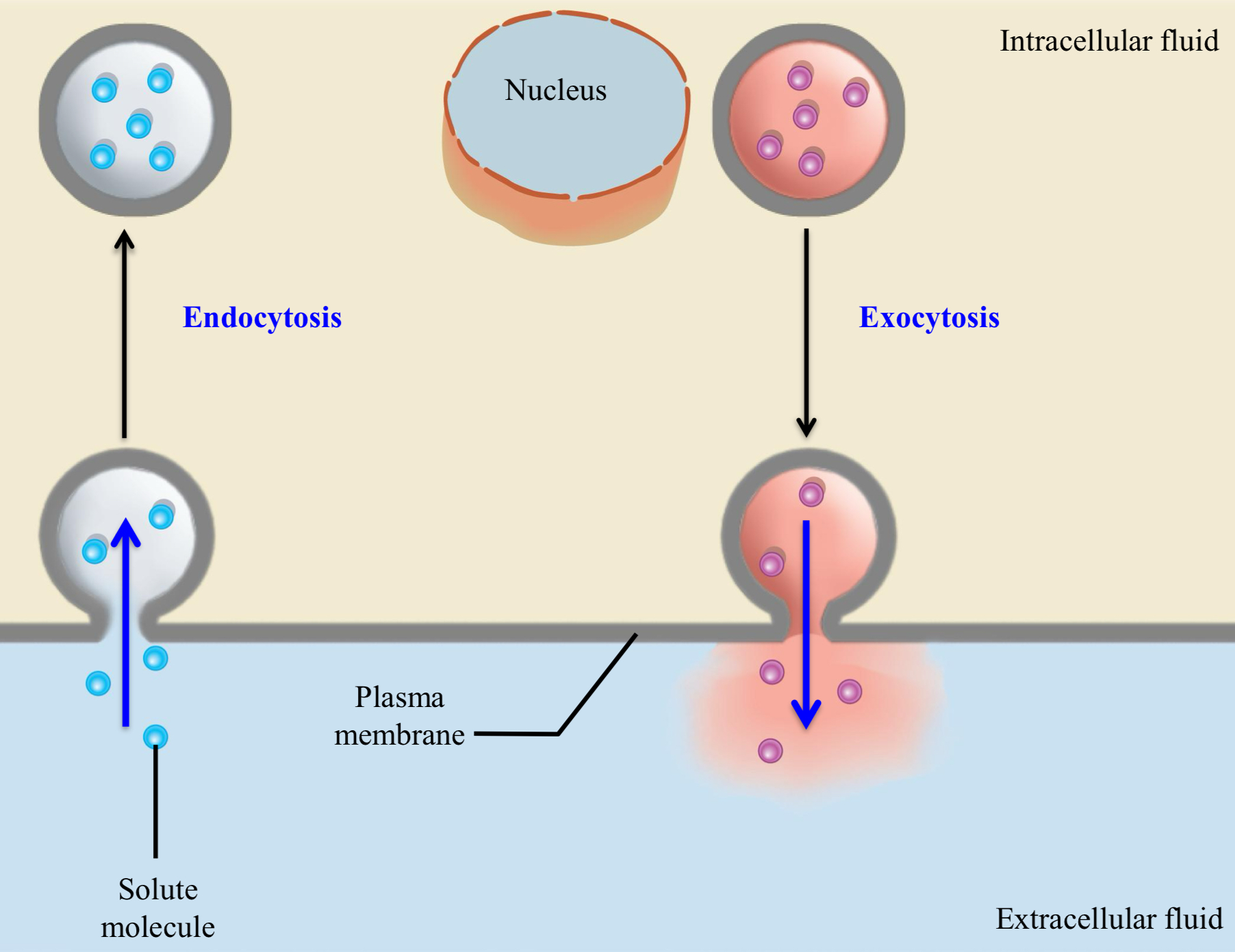 <ul><li><p>endocytosis: uptake of material into cell via vesicles that pinch off from plasma membrane + enter cytoplasm</p><ul><li><p>phagocytosis</p></li><li><p>pinocytosis</p></li><li><p>receptor-mediated endocytosis</p></li></ul></li><li><p>exocytosis: release of material from cell via vesicles that fuse with plasma membrane</p></li></ul><p></p>