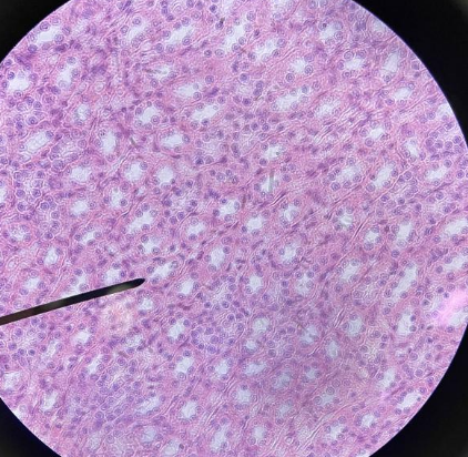 <p>Name this tissue</p>