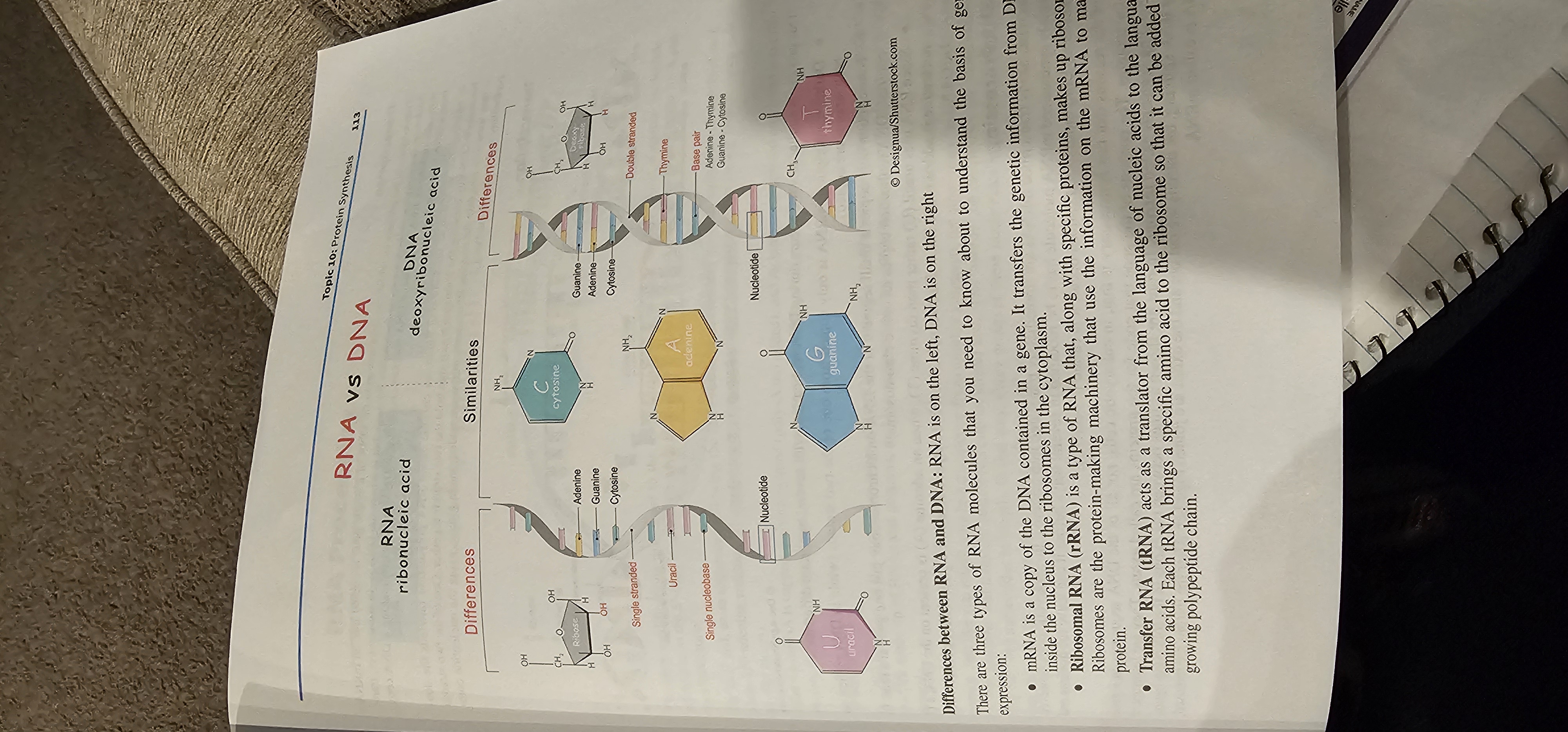 <p>A single-stranded nucleic acid using ribose sugar and the bases A, U, C, G; functions in gene expression.</p>