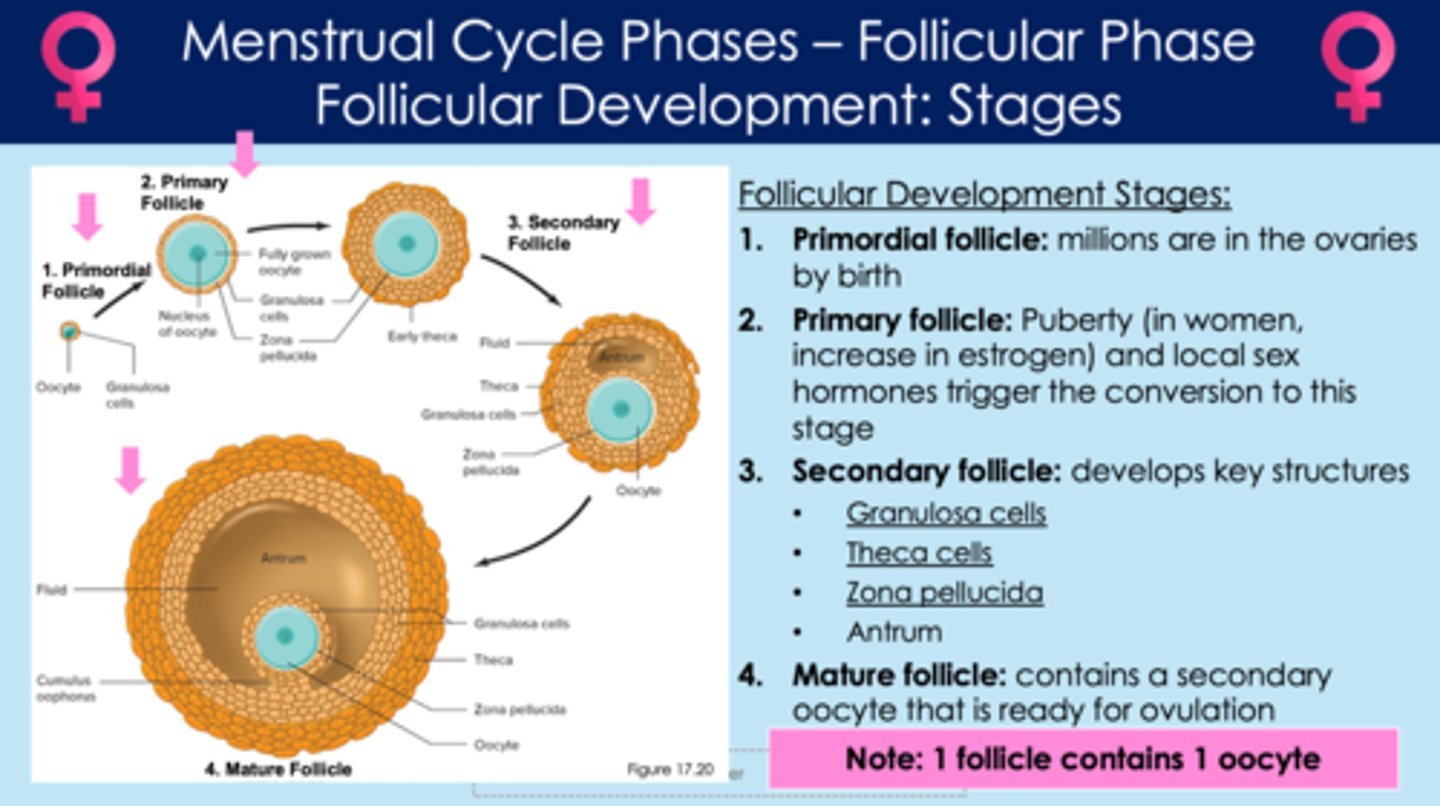 <p>- thin outermost layer of the follicle</p>