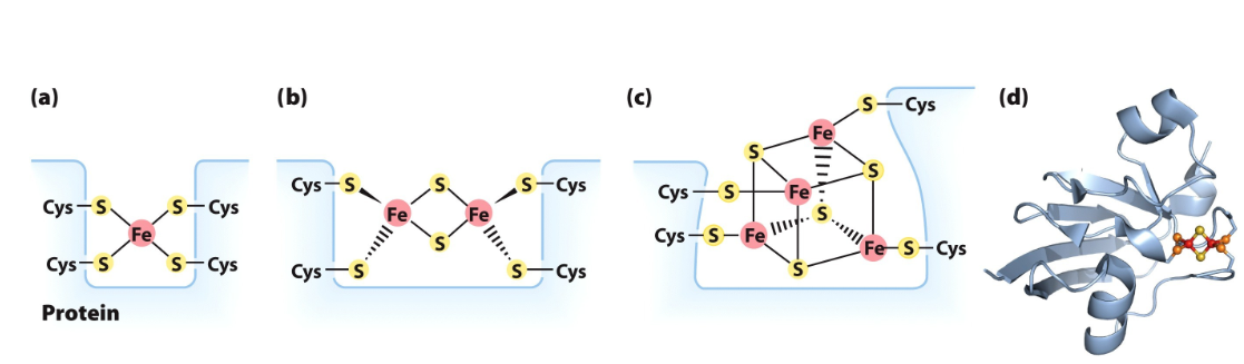 <p>Iron (not in heme) with sulfur atoms or with sulfur of Cys residues in the protein or both</p><p>Participate in one electron transfer- one iron atom of the cluster is oxidized or reduced</p>