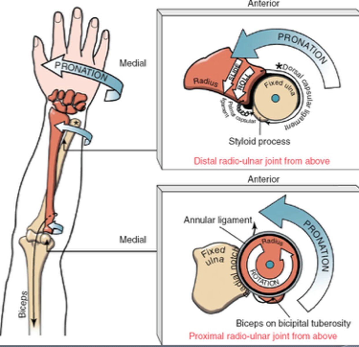 <p>Same roll and glide</p><p>To improve joint arthrokinematics perform:</p><p>Anterior for pronation</p><p>Posterior for supination</p>