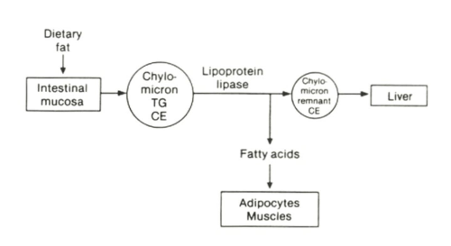 <p>(C) Insulin</p><p>Insulin is released when blood glucose levels are high, during the post-fed state. It promotes the storage of energy by activating lipoprotein lipase and activating glucose transporters. This allows these biomolecules to enter cells for storage.</p>