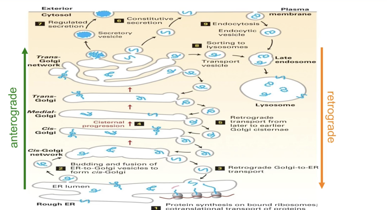 <ul><li><p>Proteins accumulate in the trans-Golgi (class E secretory mutant phenotype)</p></li><li><p>Vesicle transport and cargo sorting is disrupted</p></li></ul><p></p>
