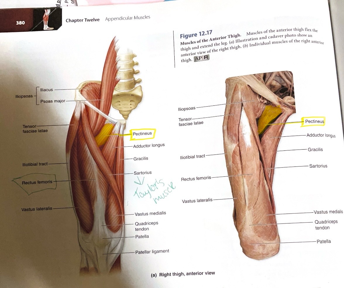 <p>Action:Flex, adducts hip ( towards body midline)</p>