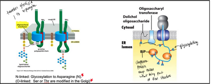 <ul><li><p>As nascent proteins enter the ER lumen (mostly unfolded), chaperones like BiP (an ATPase) assist in folding and stabilizing them; BiP also helps pull proteins during post-translational translocation.</p></li><li><p>The OST complex, embedded in the ER membrane, transfers a pre-assembled 14-sugar oligosaccharide onto specific asparagine residues in the sequence N-X-S/T → this is N-linked glycosylation.</p></li><li><p>The oligosaccharide is held by dolichol phosphate, a membrane lipid that carries the sugar tree via a high-energy pyrophosphate bond.</p></li><li><p>Because OST is in the ER lumen, glycosylation occurs only on the non-cytosolic side of membranes; thus, about 50% of eukaryotic proteins become glycosylated.</p></li><li><p>Glycosylation helps form a protective carbohydrate layer on secreted and membrane proteins, shielding cells from mechanical and chemical stress.</p></li><li><p>A minority (~10%) of glycosylation events involve O-linkage to serine or threonine → these O-linked sugars are added in the Golgi, not the ER.</p></li><li><p>Summary:</p><ul><li><p>N-linked: Asn (ER, via OST)</p></li><li><p>O-linked: Ser/Thr (Golgi)</p></li></ul></li></ul><p></p>
