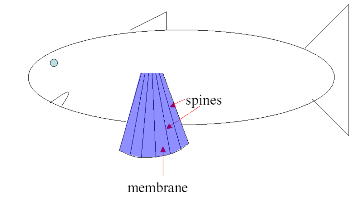<p>An Osteichthyes; “ray wing”; These fish have little needles of bone running from the ends of the fins to the body wall</p>