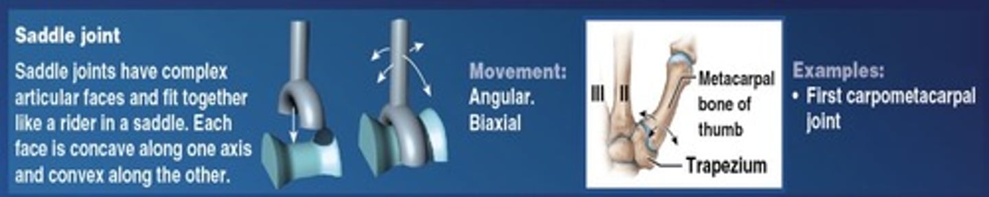 <p>Articular faces fit together like a rider in a saddle - Biaxial</p>
