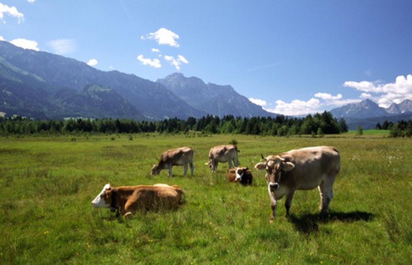 <p>пастбище</p>