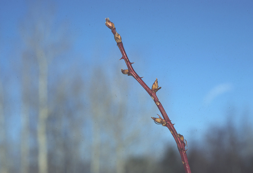 <ul><li><p>grows at edges of woods, herbaceous / stems</p></li><li><p>RASP: pinnate, red stem w pricks, film</p></li><li><p>BLACK: palmate, compound (5), green stem w thorns</p></li><li><p>repro: berries</p></li></ul>