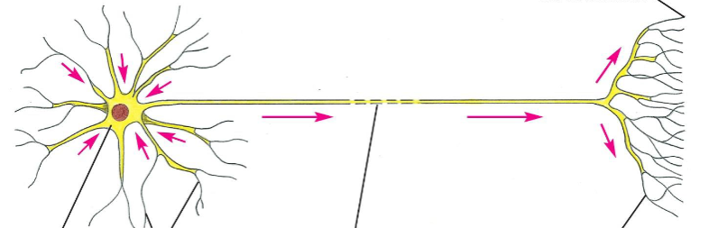 <p>Neuron</p>
