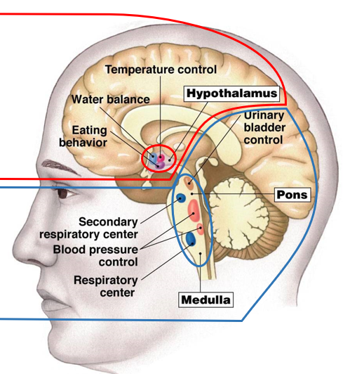 <p><u>hypothalamus</u>:</p><ul><li><p>water balance</p></li><li><p>temperature</p></li><li><p>hunger</p></li></ul><p><u>pons and medulla</u>:</p><ul><li><p>urinary</p></li><li><p>cardiac (blood pressure)</p></li><li><p>respiration</p></li></ul><p>*both have <strong>homeostatic </strong>functions</p>