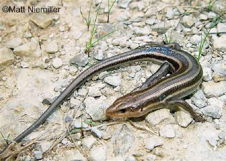 <p>A moderately large, shiny lizard (5.5 to 8.5 inches in length) with highly variable color pattern.   Body color is usually brown or black with 5 white or yellowish stripes extending onto the tail.   Middle stripe is often thinner than others.   Adult males have brown or bronze backs and often lose the middle stripe; they also have reddish or orange coloration on the head during the breeding season.   Adult females typically are more faded but retain stripes and coloration. Juveniles have a bright blue tail and distinct stripes.</p>