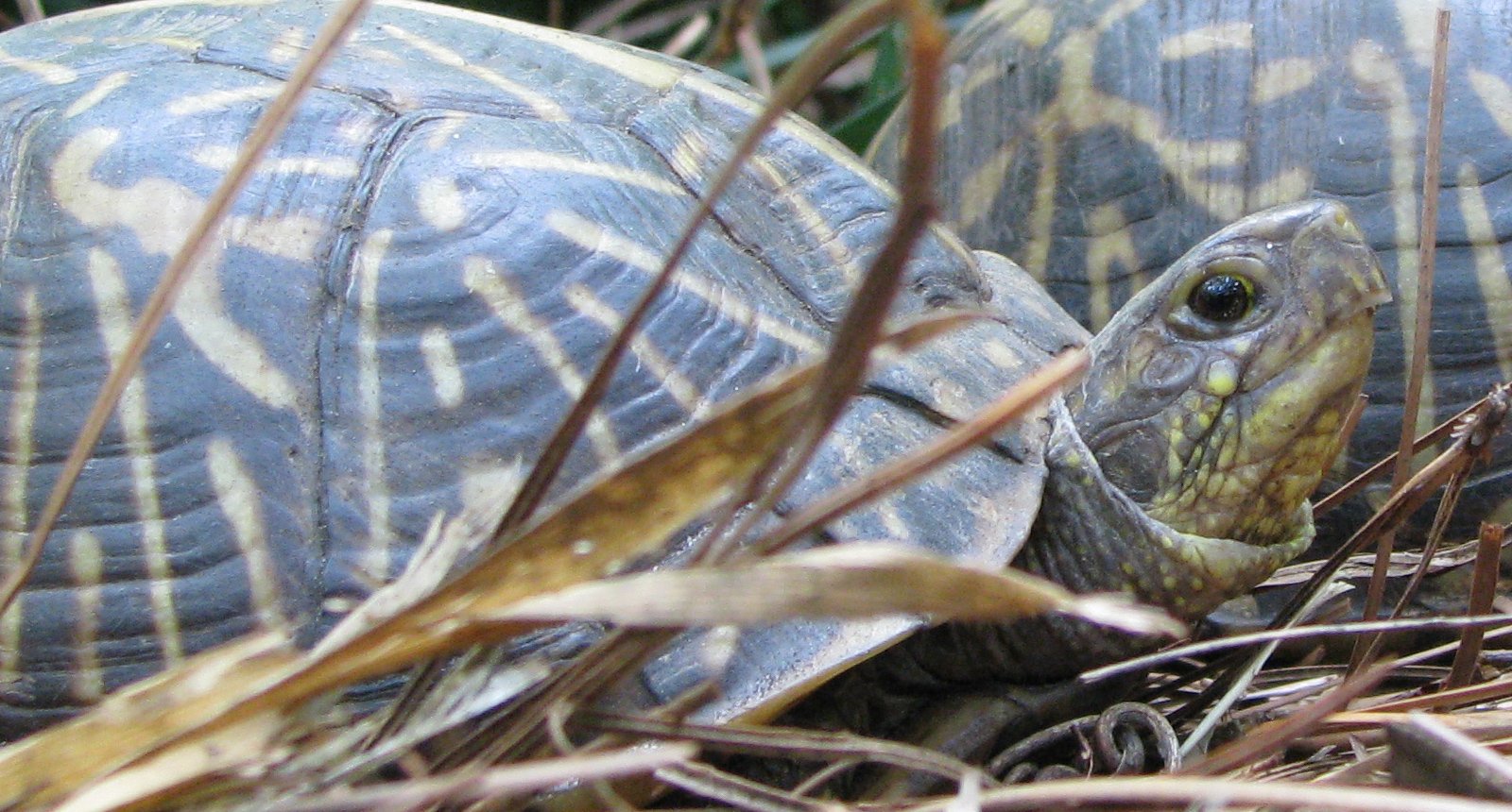 Florida box turtle