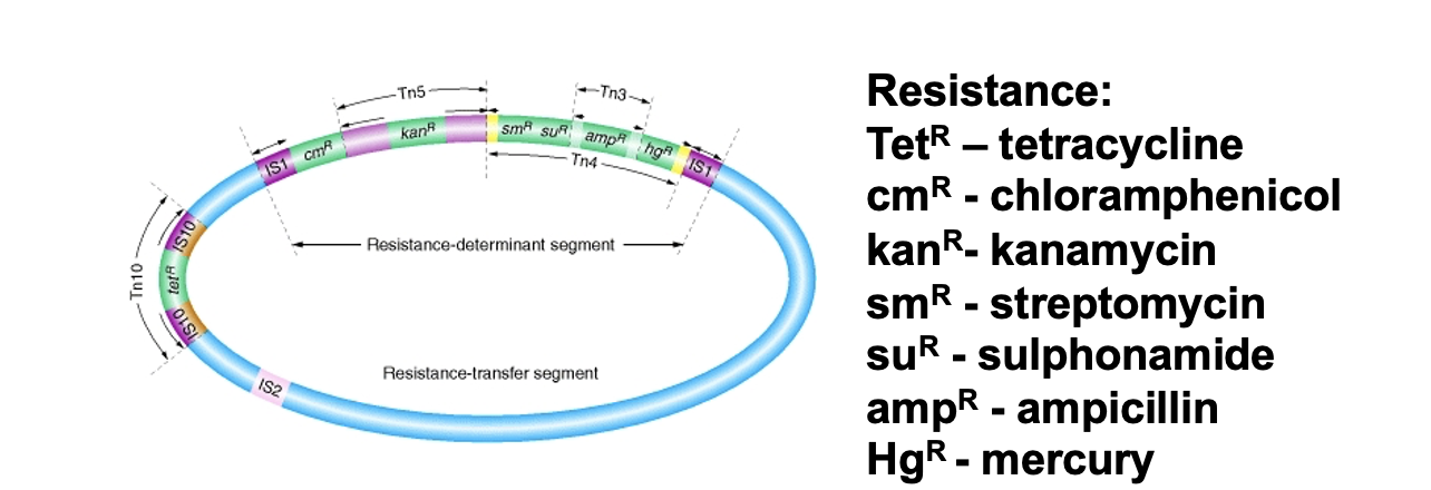 <p>Different plasmids code for different resistance</p><p></p>