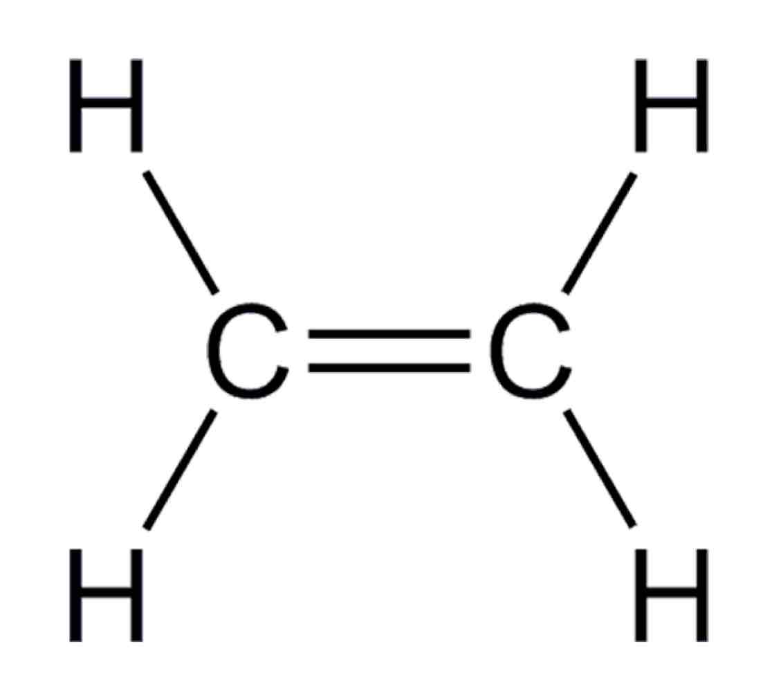 <p>To trigger a response to stress, typically programmed cell death. The production of ethylene is induced by auxin. Found in fruits or leaves.</p>