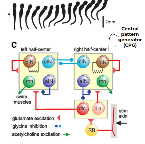 <p><span>Step by Step Mechanism of Xenopus swimming behavior:</span></p>